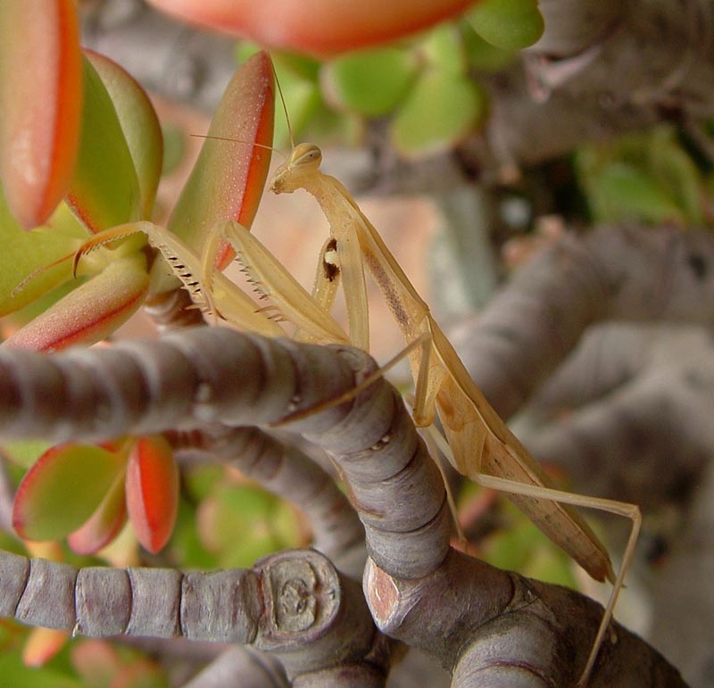 Una mantide bianca (Mantis religiosa)